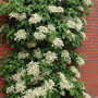 Hydrangea anomala 'Petiolaris'